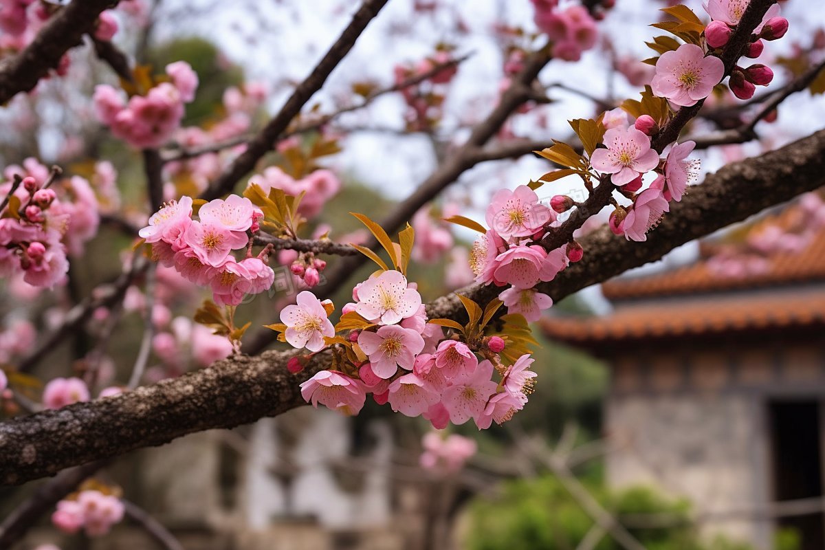 春季美丽花朵摄影图ai文生图案例