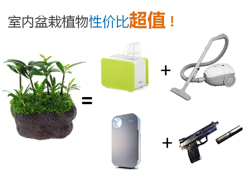 室内小盆栽植物的应用与介绍PPT模板2