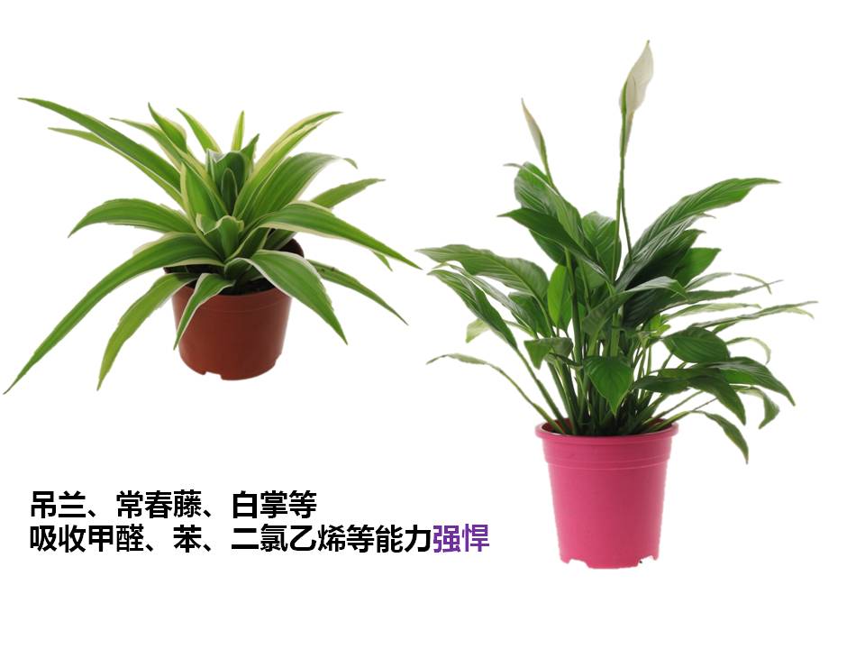 室内小盆栽植物的应用与介绍PPT模板4